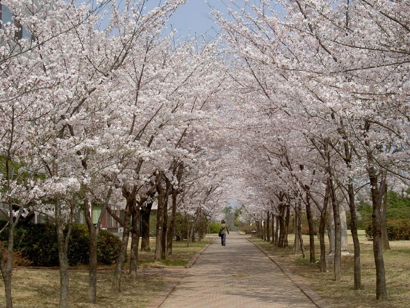 cherry-blossoms-553579_1280