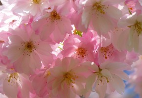 画像ギャラリー 特集テーマ： 桜
